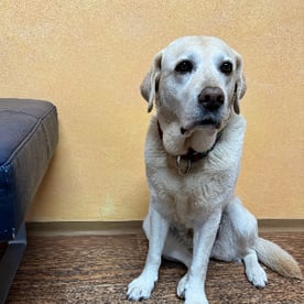 Ella gibt Streicheleinheiten, Ruhe und Gelassenheit